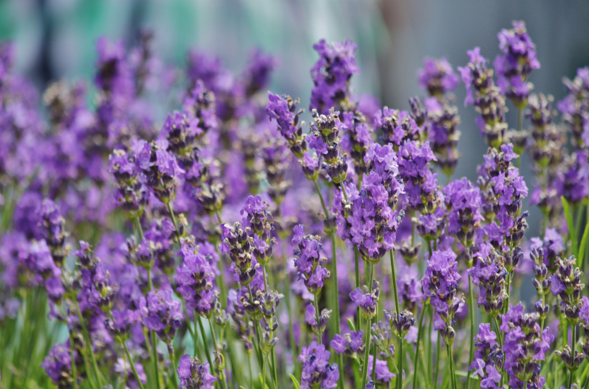 Lavender supplement capsules for cannabis withdrawal anxiety